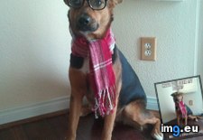 Tags: dog, funny, hipster (Pict. in My r/FUNNY favs)