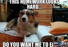 Tags: ate, dog, excuses, funny, homework, how, start (Pict. in My r/FUNNY favs)
