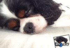 Tags: dog, funny, how, wake (GIF in My r/FUNNY favs)