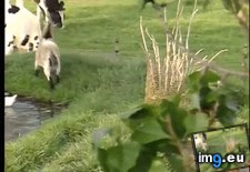 Tags: afraid, ain, funny, goat (GIF in My r/FUNNY favs)
