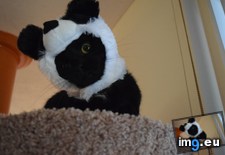 Tags: cat, funny, good, hat, investment, panda, questioned, sized (Pict. in My r/FUNNY favs)