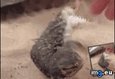 Tags: are, dogs, funny, lizards (GIF in My r/FUNNY favs)