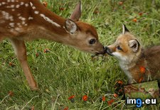 Tags: animals, baby, fawn, funny, heard, kit (Pict. in My r/FUNNY favs)