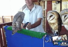 Tags: funny, hoot, love, song (GIF in My r/FUNNY favs)