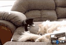 Tags: feel, funny, lot, mornings, parents, saturday, way (GIF in My r/FUNNY favs)