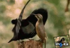 Tags: bird, funny, strongly, sympathized (GIF in My r/FUNNY favs)