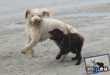 Tags: beach, dogs, funny, get, good, photo, was (Pict. in My r/FUNNY favs)
