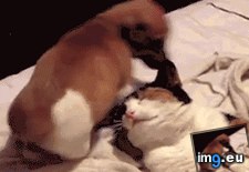 Tags: funny, sit (GIF in My r/FUNNY favs)