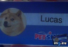 Tags: actual, but, funny, nametag, our, pet, petsmart, put, wanted, work (Pict. in My r/FUNNY favs)
