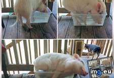 Tags: edition, fits, funny, pig, sits (Pict. in My r/FUNNY favs)