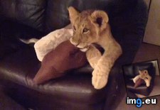 Tags: funny, part, sad, til, wait (GIF in My r/FUNNY favs)