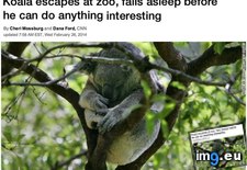 Tags: funny, koala, zoo (Pict. in My r/FUNNY favs)