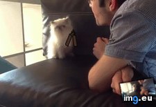 Tags: cat, funny, kung, returns (GIF in My r/FUNNY favs)