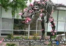 Tags: flamingos, funny, lawn (Pict. in My r/FUNNY favs)