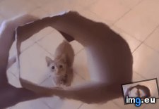 Tags: funny, size, try (GIF in My r/FUNNY favs)
