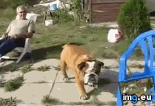 Tags: funny, hard, life (GIF in My r/FUNNY favs)