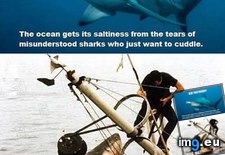 Tags: funny, misunderstood, sharks (Pict. in My r/FUNNY favs)