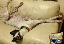 Tags: adopted, funny, greyhound, kermit, natural, racing, state (Pict. in My r/FUNNY favs)