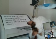 Tags: cat, day, funny, messages, obsessed, printer (Pict. in My r/FUNNY favs)