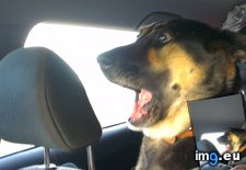 Tags: dog, funny, isn, passenger, trusting (Pict. in My r/FUNNY favs)