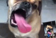 Tags: dog, face, funny, licked, off, plate, sriracha (GIF in My r/FUNNY favs)