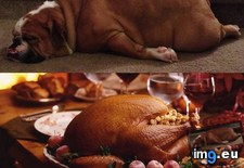 Tags: dogs, funny, impression, thanksgiving, turkey (Pict. in My r/FUNNY favs)