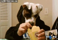 Tags: dog, favorite, funny, gifs (GIF in My r/FUNNY favs)