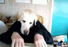 Tags: dog, favorite, funny, gifs (GIF in My r/FUNNY favs)
