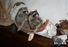 Tags: favorite, funny, taxidermy (Pict. in My r/FUNNY favs)