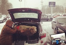 Tags: car, dealership, fit, friend, funny, lady, pet, sheep, subaru, works (Pict. in My r/FUNNY favs)