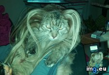 Tags: cat, extensions, funny, girlfriend, hair, put, thrilled, was (Pict. in My r/FUNNY favs)