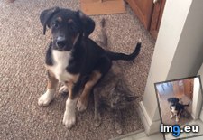 Tags: cat, funny, puppy, rowdy, sit, told, was (Pict. in My r/FUNNY favs)