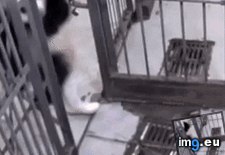 Tags: funny, panda (GIF in My r/FUNNY favs)