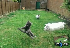 Tags: door, funny, kitten, rabbits (Pict. in My r/FUNNY favs)