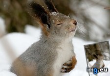 Tags: dramatic, funny, overly, squirrel (Pict. in My r/FUNNY favs)