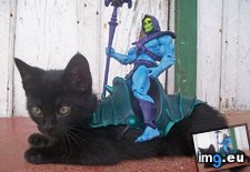 Tags: funny, panthor (Pict. in My r/FUNNY favs)