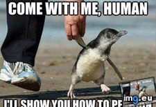 Tags: funny, penguins (Pict. in My r/FUNNY favs)