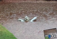 Tags: arizona, floods, funny, lawn, ornament, perfectly (Pict. in My r/FUNNY favs)