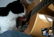 Tags: funny, pet (GIF in My r/FUNNY favs)