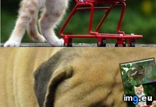 Tags: animals, funny, hanging, miniature, out, versions (Pict. in LOLCats, LOLDogs and cute animals)