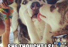 Tags: common, funny, misunderstanding (Pict. in LOLCats, LOLDogs and cute animals)