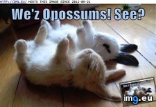 Tags: animal, but, capshunz, cuter, funny (Pict. in LOLCats, LOLDogs and cute animals)
