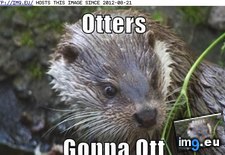 Tags: animal, capshunz, funny, ottin, see, swimmin (Pict. in LOLCats, LOLDogs and cute animals)