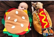 Tags: funny, gallery, hotdogs, interwebs (Pict. in LOLCats, LOLDogs and cute animals)