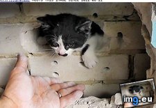 Tags: firefighters, funny, interwebs, kitten, rescued, stuck, wall (Pict. in LOLCats, LOLDogs and cute animals)