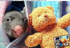 Tags: baby, funny, interwebs, orphaned, out, play, wombat (Pict. in LOLCats, LOLDogs and cute animals)