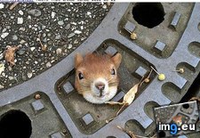 Tags: cover, funny, interwebs, manhole, oil, olive, saves, slick, squirrel, stuck, thinking (Pict. in LOLCats, LOLDogs and cute animals)