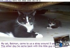 Tags: batman, funny, robin (Pict. in LOLCats, LOLDogs and cute animals)