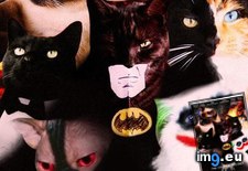 Tags: catman, christopurr, funny, lolan, trilogy (Pict. in LOLCats, LOLDogs and cute animals)