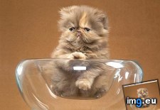 Tags: bowl, cyoot, day, funny, kitteh, sadness, teh (Pict. in LOLCats, LOLDogs and cute animals)